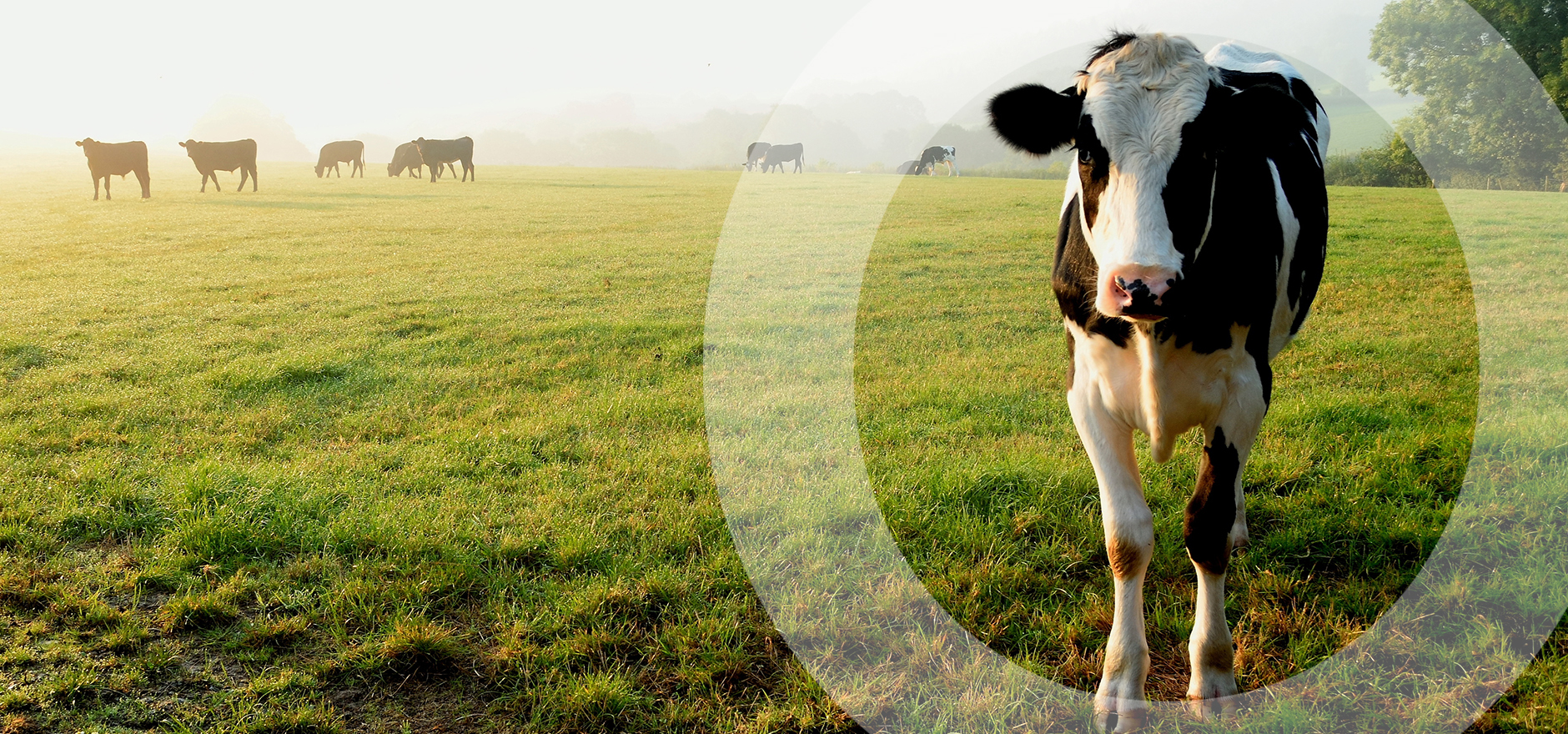 Coombe Farm Organic acquired by Eversfield Organic Ltd